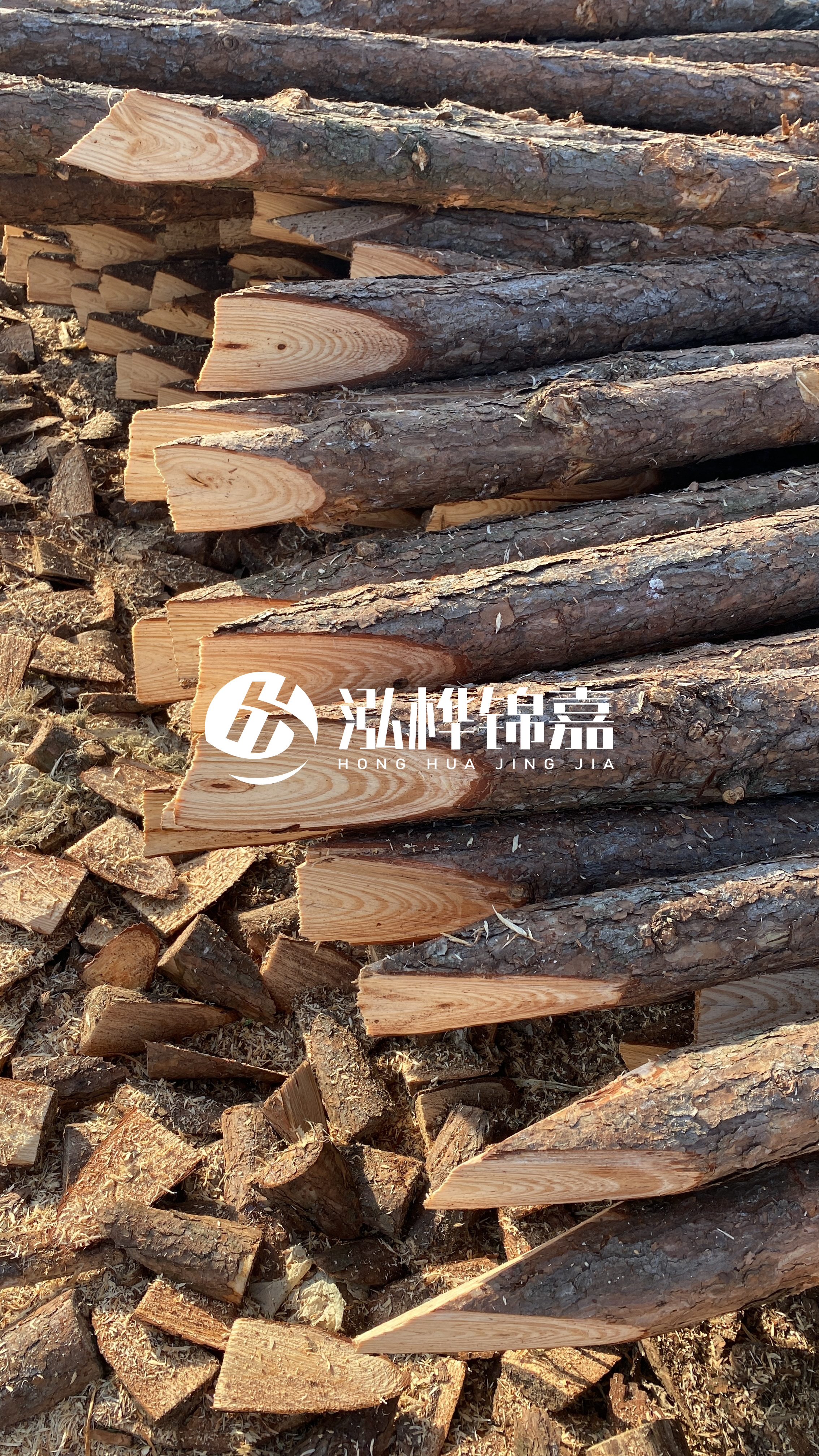 松木樁怎么分辨好壞？學會這幾招，輕松分辨松木樁好壞不踩雷！